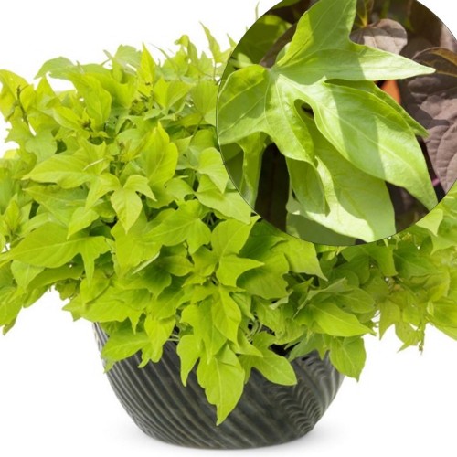 Ipomoea batatas 'Papas® Light Green' - Ilubataat 'Papas® Light Green'